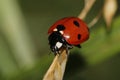 Ladybug on grass stalk Royalty Free Stock Photo