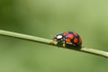 Ladybug on grass stem