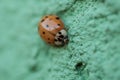 Ladybug on the green background.Insect