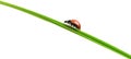 Ladybug on a green blade of grass Royalty Free Stock Photo