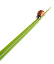 Ladybug on a green blade of grass Royalty Free Stock Photo
