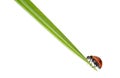 Ladybug on a green blade of grass Royalty Free Stock Photo