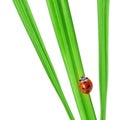 Ladybug on a green blade of grass Royalty Free Stock Photo