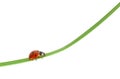 Ladybug on a green blade of grass Royalty Free Stock Photo