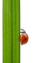 Ladybug on a green blade of grass Royalty Free Stock Photo