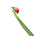 Ladybug on a green blade of grass Royalty Free Stock Photo