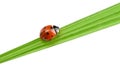 Ladybug on a green blade of grass Royalty Free Stock Photo