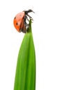 Ladybug on a green blade of grass Royalty Free Stock Photo