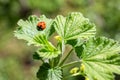 Ladybug on Green Currant Bush Leaf in Spring Garden Royalty Free Stock Photo