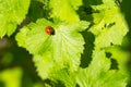 Ladybug on green currant leaf in springtime Royalty Free Stock Photo