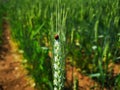 A  ladybug and the green ear of wheat Royalty Free Stock Photo