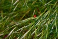 Ladybug on Green Grass