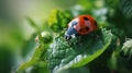 Ladybug in the green grass. Macro bugs and insects world.