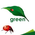 Ladybug On Green Leaf