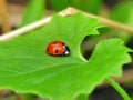 Ladybug on green leaf Royalty Free Stock Photo