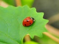 Ladybug on green leaf