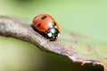 Ladybug on green leaf