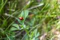 Ladybug on green leaf - close-up shot of red and black insect on plant - blurred grassy field in background Royalty Free Stock Photo