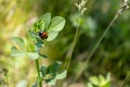 Ladybug on green leaf - close-up shot of red and black insect on plant - blurred grassy field in background Royalty Free Stock Photo