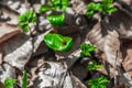 Ladybug on the green leaf, concept of a new life after the fire into the woods. Royalty Free Stock Photo