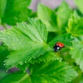 Ladybug on green leaf. Concept of tranquility and beauty in nature Royalty Free Stock Photo