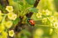 Ladybug On Green Leaf Of Currant In Garden In Spring Royalty Free Stock Photo