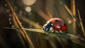 Ladybug on green leaf, dew drop, nature beauty in close up generated by AI Royalty Free Stock Photo