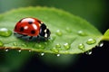 ladybug on green leaf with dew drops macro close up, Beautiful nature scene, Beautiful ladybug on leaf defocused background, AI Royalty Free Stock Photo