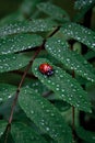 Ladybug on a green leaf with dew drops in the morning Royalty Free Stock Photo