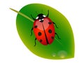 Ladybug on a green leaf with a drop of water. Royalty Free Stock Photo