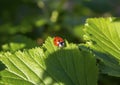 Ladybug on a green leaf Royalty Free Stock Photo