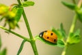 ladybug on green leaf hunts an aphid