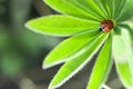 Ladybug on green leaf, ladybird creeps on plant in spring in garden in summer Royalty Free Stock Photo