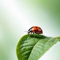 ladybug on green leaf in the nature or in the garden Royalty Free Stock Photo