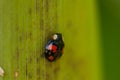 Ladybug on the green leaf in nature.Insect