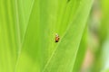 Ladybug on the green leaf, The red bug is an insect in the blur background farm Royalty Free Stock Photo