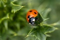 Ladybug on a green leaf