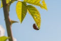 Ladybug on a Green Leaf Royalty Free Stock Photo
