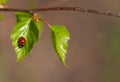 ladybug on a green leaf in the spring forest. macro Royalty Free Stock Photo