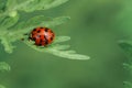 Ladybug on green leaf Royalty Free Stock Photo