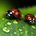 Ladybug on green leaf with water drops close up.generative AI Royalty Free Stock Photo