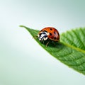 ladybug on green leaf in the wild nature or in the garden Royalty Free Stock Photo