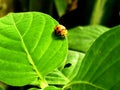 the ladybug on green leaf will fly Royalty Free Stock Photo