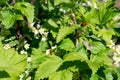 Ladybug on the green leaves of blooming blackcurrant bush in spring. Royalty Free Stock Photo