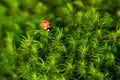 Ladybug on the green moss, close up with small depth of field Royalty Free Stock Photo