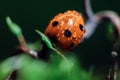 Ladybug on green moss with dandelion Royalty Free Stock Photo