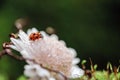 Ladybug on green moss with dandelion Royalty Free Stock Photo