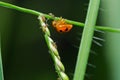 Ladybug in green nature