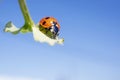 Ladybug on a green plant against the sky. The concept of nature, spring, summer. Royalty Free Stock Photo