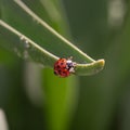 Ladybug on a green plant Royalty Free Stock Photo